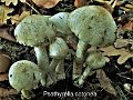 Psathyrella cotonea-amf1589